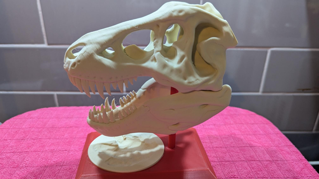 T-Rex Skull and Stand