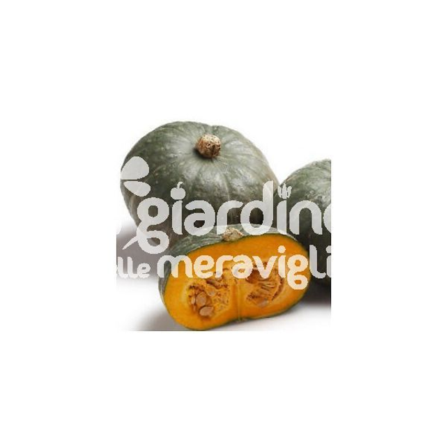 O07 . Zucca Delica (Mantovana) in Pack da 6 piantine