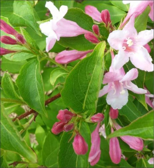 Weigela ‘Florida’ - 1ltr pot