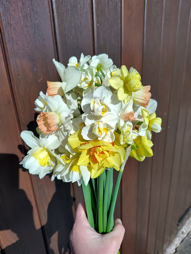 Mother's Day Narcissi