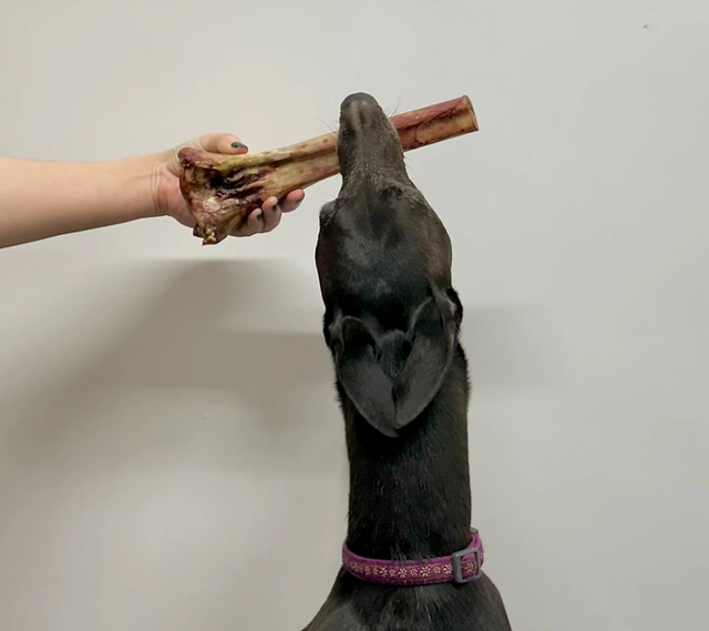 OSTRICH BONE (Postman’s Legs)