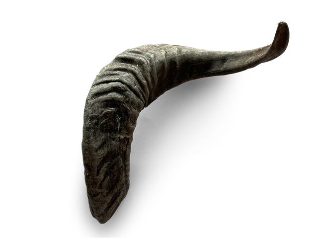 Corne de mouton (1 pièce)