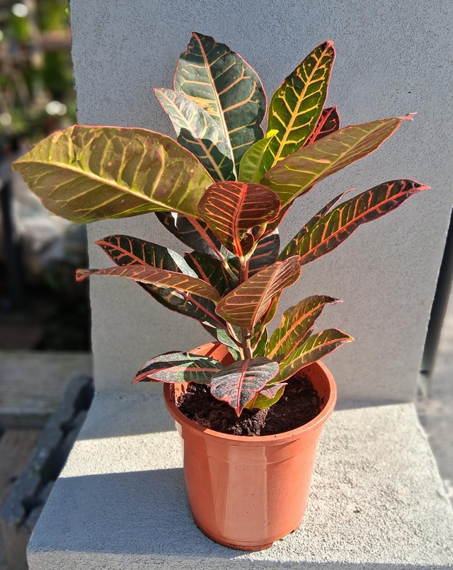 B115 . Coaedium variegatum vaso 19