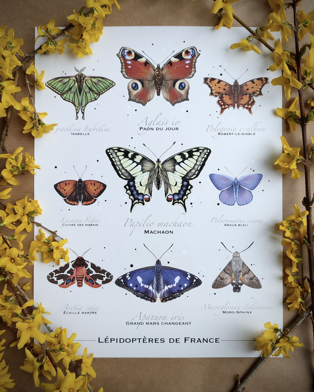 Affiche - Lépidoptères de France - Format 30x40cm 