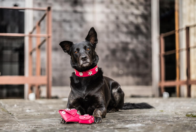 Collier Petit fleurs 