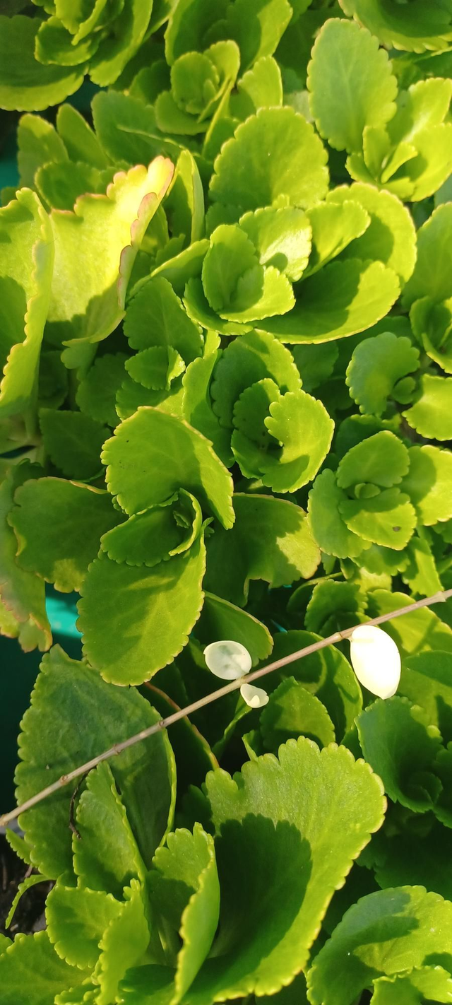 Chiastophyllum oppositifolium