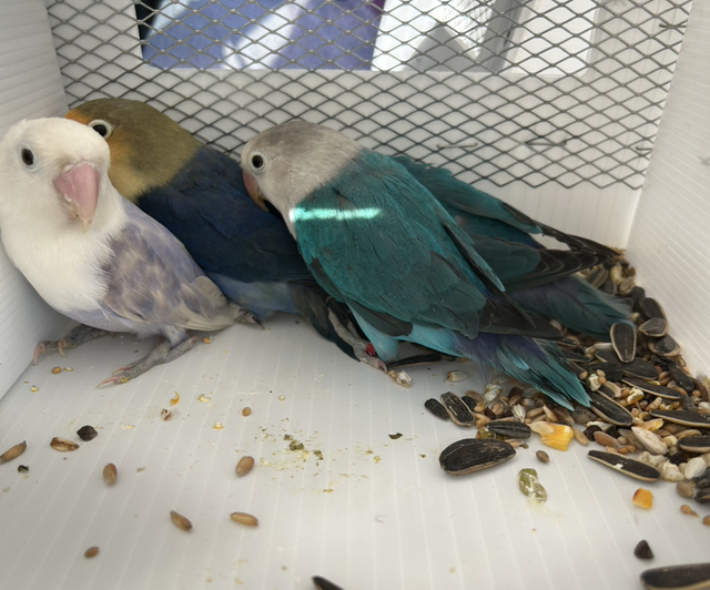 Various Baby  Lovebirds 