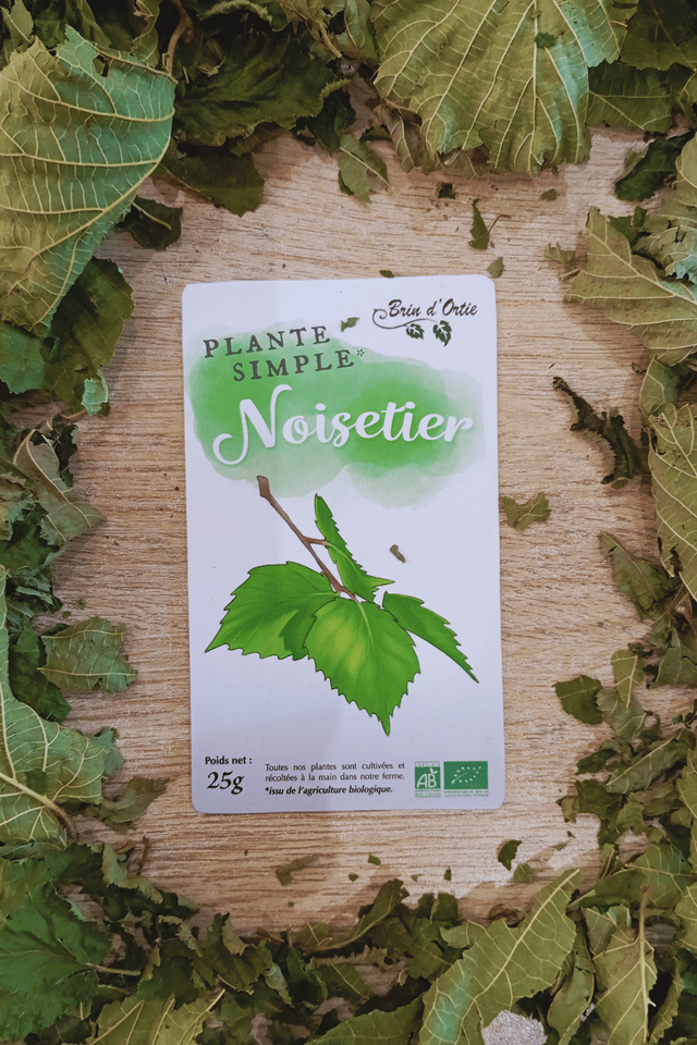 Plante simple, Noisetier 