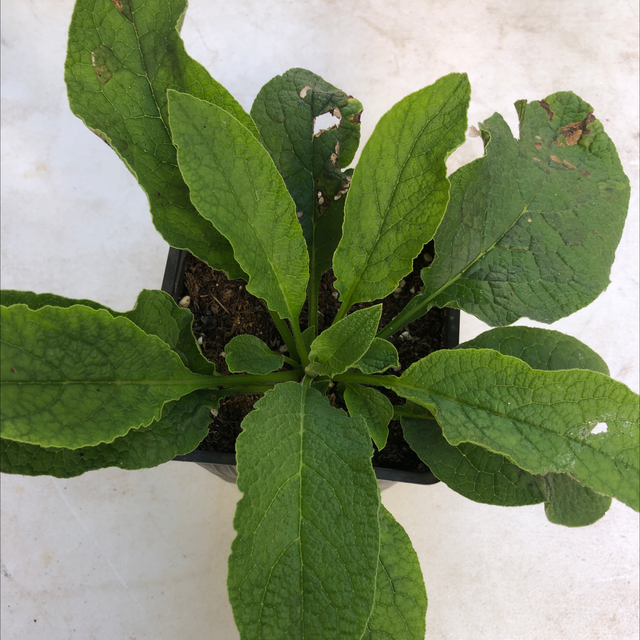 Consoude Hidcote Blue AB - Symphytum &#039;Hidcote Blue&#039;