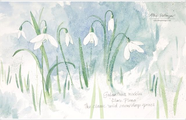 Snowdrops Tea Towel