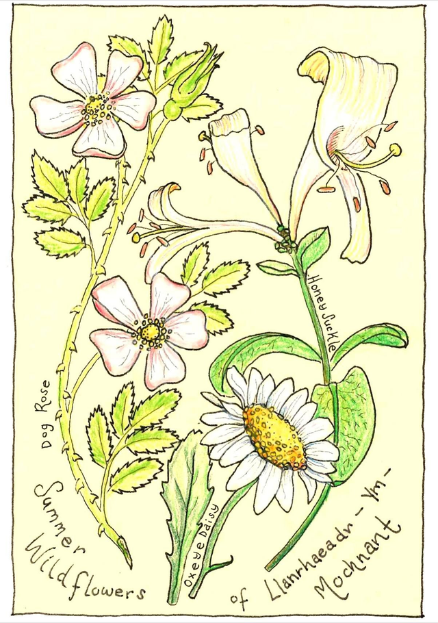Summer Wildflowers Illustrated Postcard
