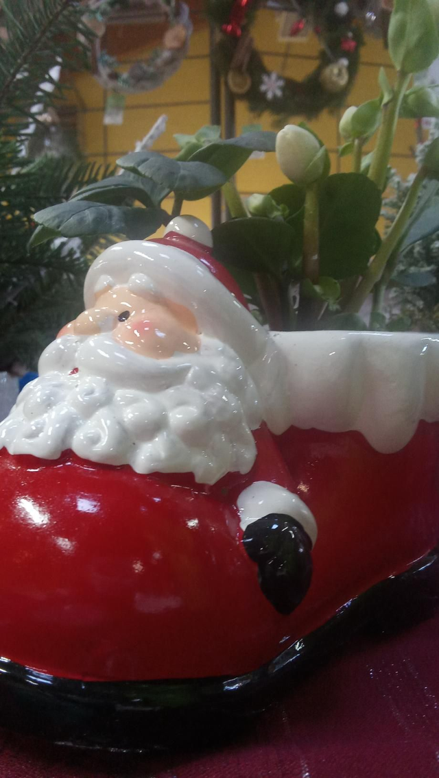 Chaussure PN hellebore