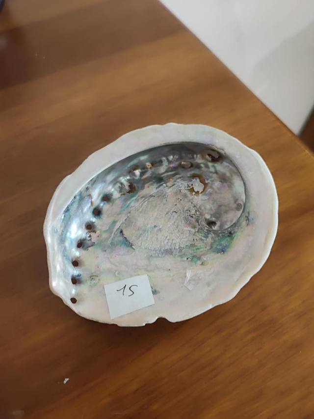 Coquille ormeau 
