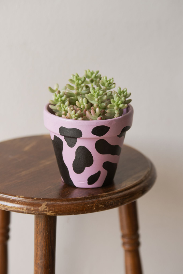 Sedum aurora 'Jelly Beans' 🌿