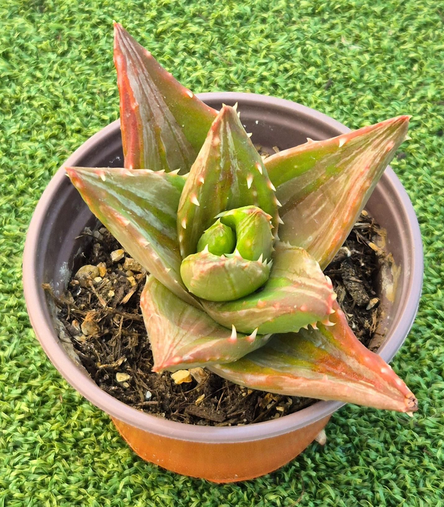 Aloe perfoliata ‘White stripes’ (Rare)
