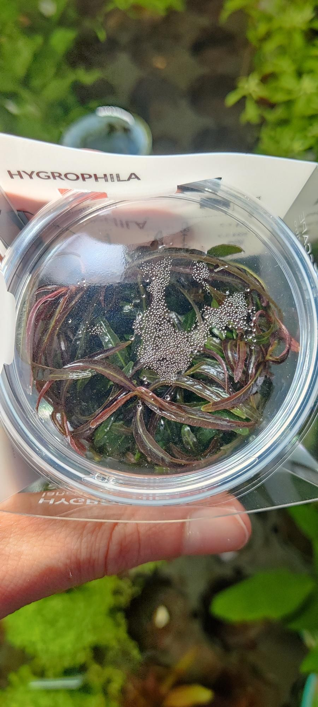 Vitro hygrophila lancea sp araguaia 8712001016103