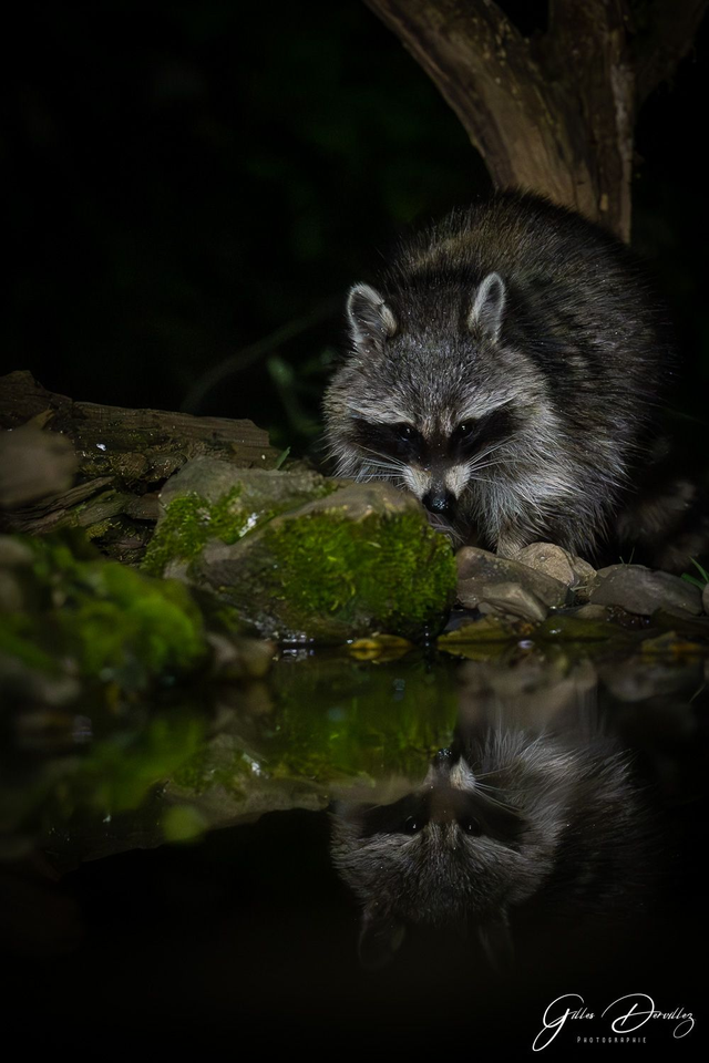 FS038 - Raton Laveur