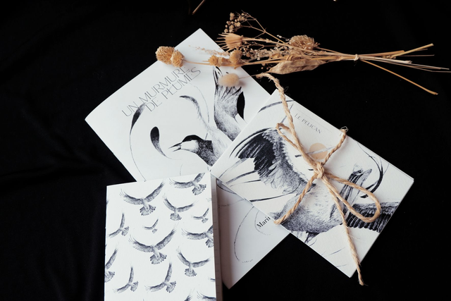 PACK Collection entière Oiseaux Plumes