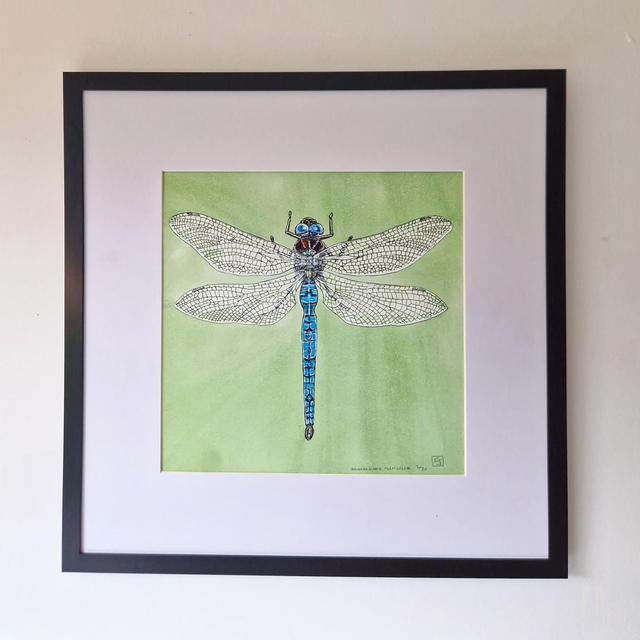 "Rhionaeschna Multicolor"