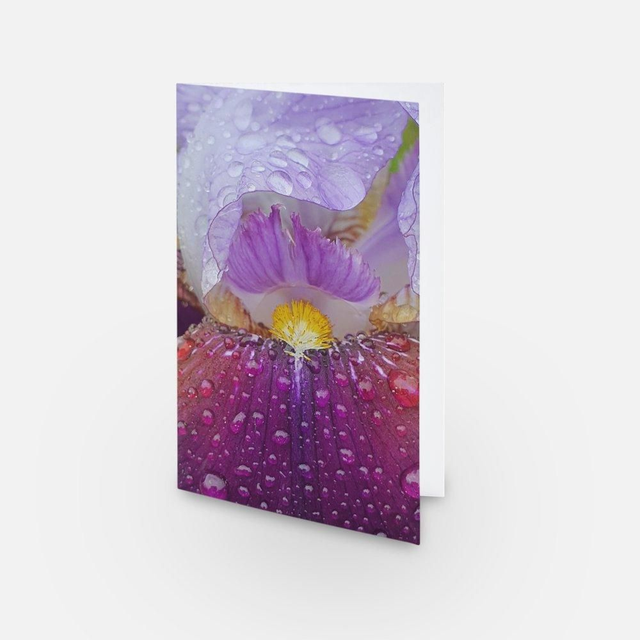 Purple Rain Iris flower photo greeting card