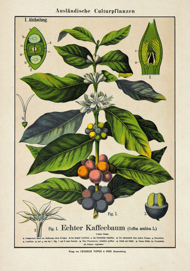 Coffee Plant Kaffeepflanzen