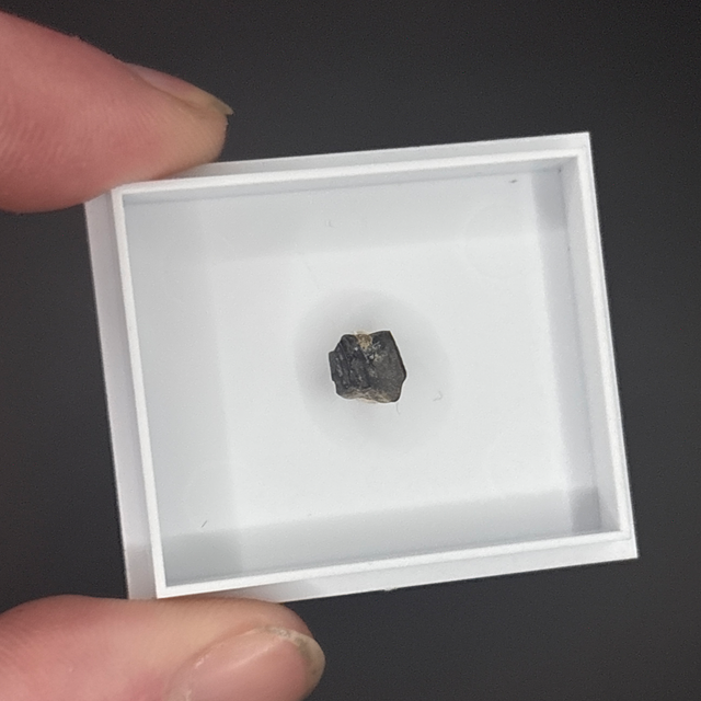 Triceratops Tooth Shard