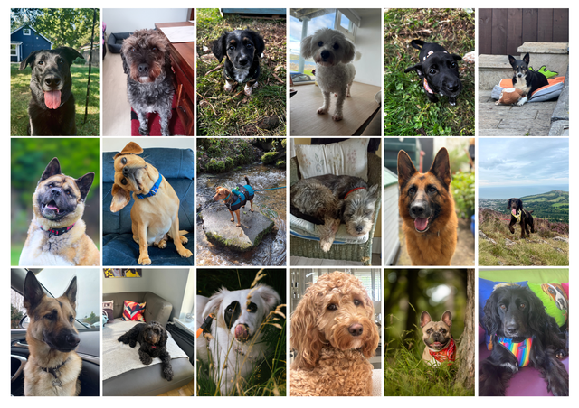 2025 Irish Dog Calendar 4 for €30