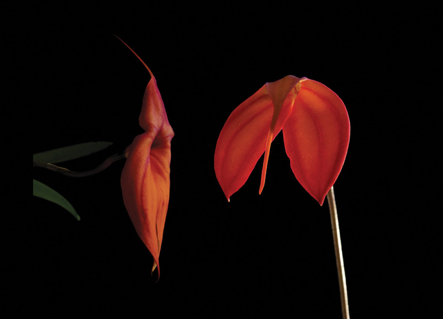 Spirit of Life Combination Essence