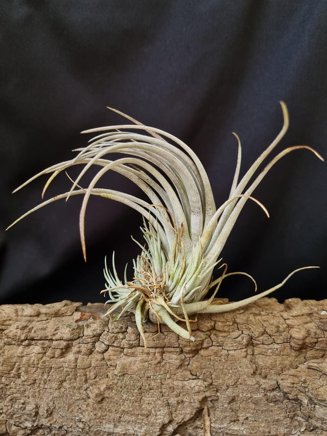 Tillandsia pringlei