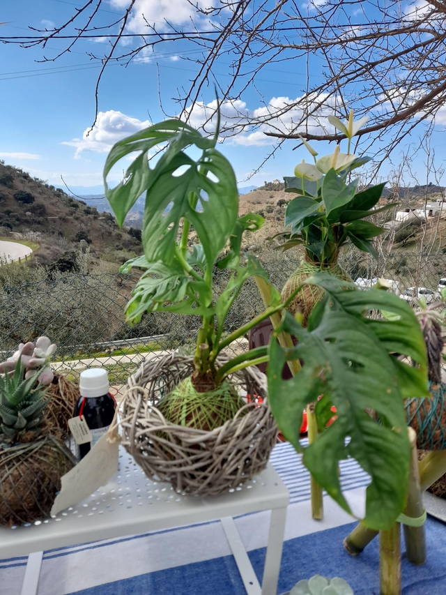 Kokedama Costilla de Adan