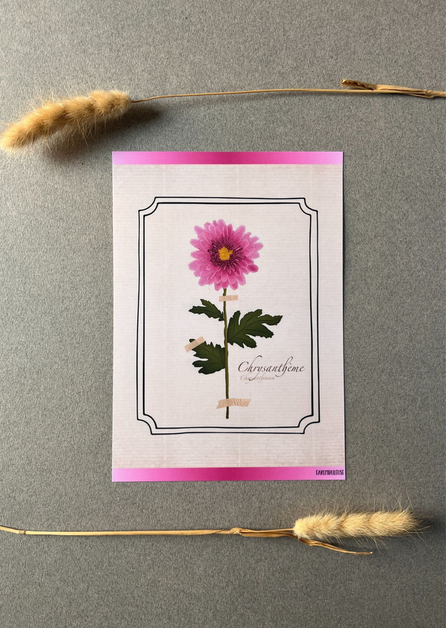 Affiche 11. Le Chrysanthème (novembre)