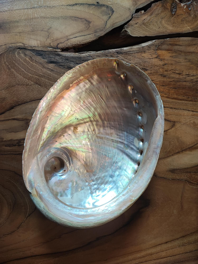 Coquille d'ormeau Haliotis 15cm