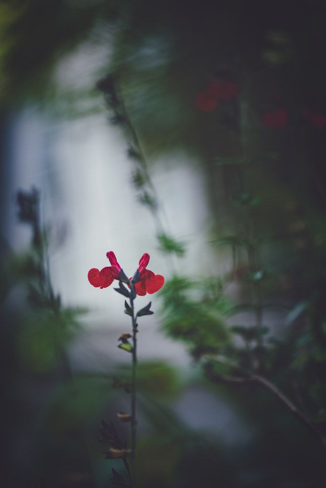 Sauge à petites feuilles