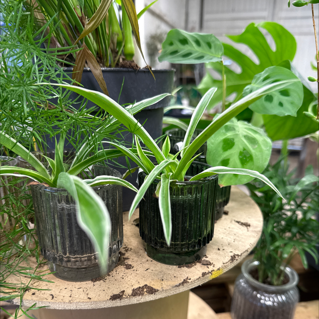 Mini Mix en pot (verre)