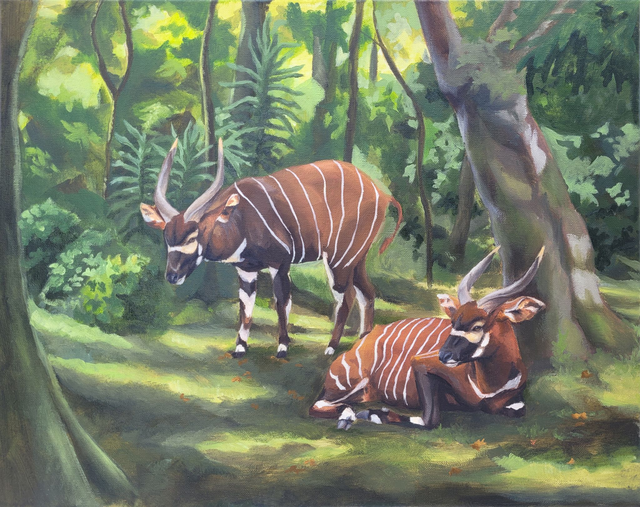 Bongo Antelope