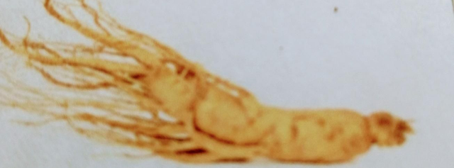 Ginseng (Panax Quinqufolium) caps.70 st. 