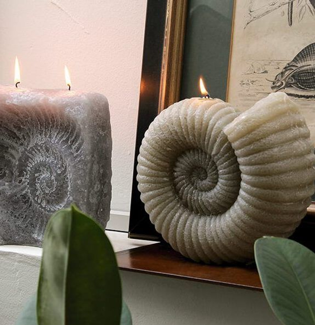 ESPELMA AMMONITE