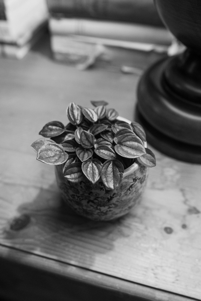 Floral Vintage 💮 Cache-pot + Peperomia