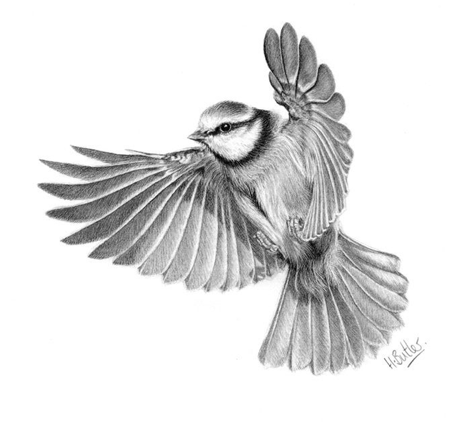 'Blue Tit.' Original framed graphite pencil drawing.