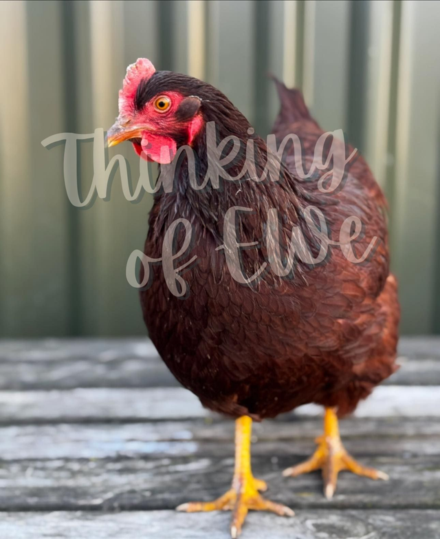 Chicken named Freeda! - Tealight Holder Reclaimed Wood