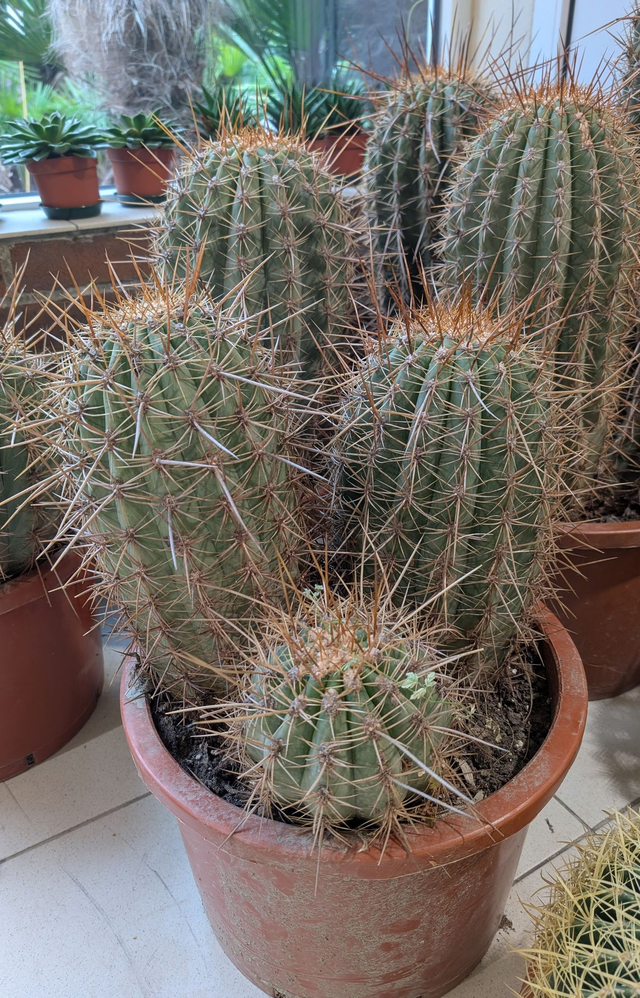 Trichocereus pasacana