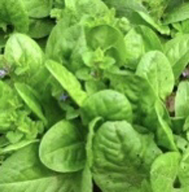 Oseille Large de Belleville Bio - (Rumex acetosa)