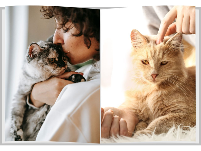 Il servizio fotografico con il tuo gatto a Torino