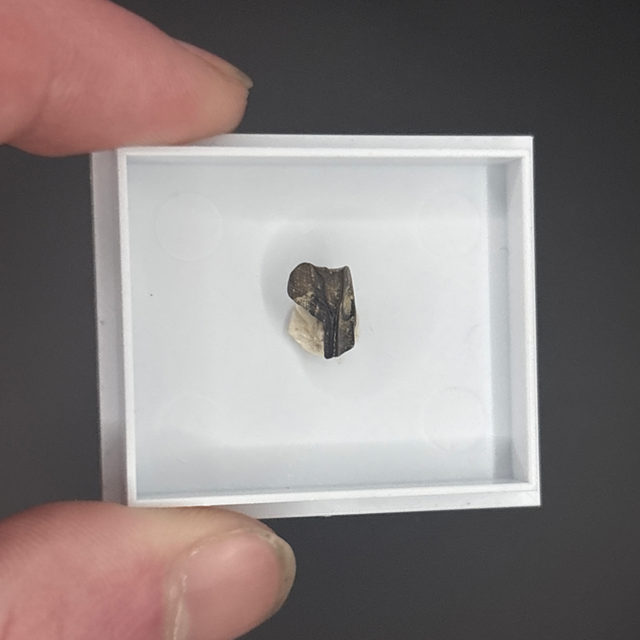 Triceratops Tooth Shard