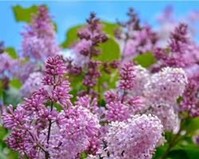 LILAS