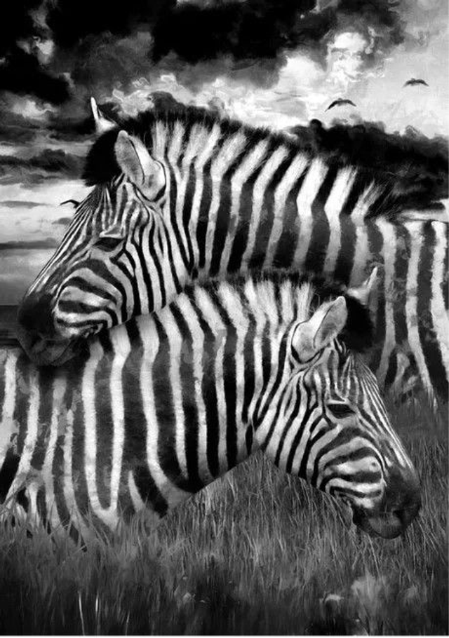 Zebra