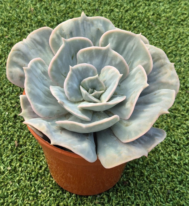 Echeveria lilacina 'Marbled Variegated' 