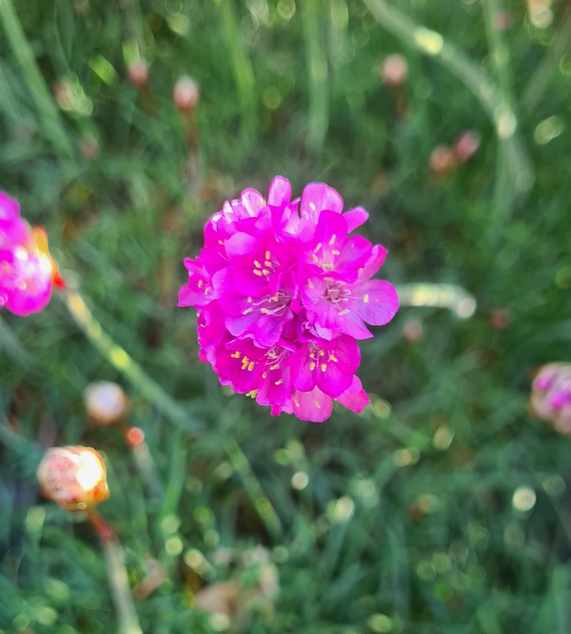 Armeria maritima - 9cm pot