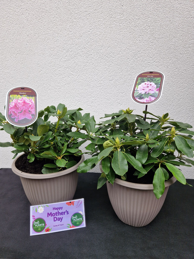 MOTHERS DAY GIFT - Outdoor Rhododendron Shrub Planted In Patio Planter