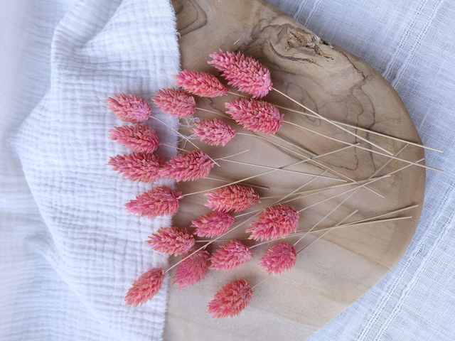 Vide atelier - Phalaris rose